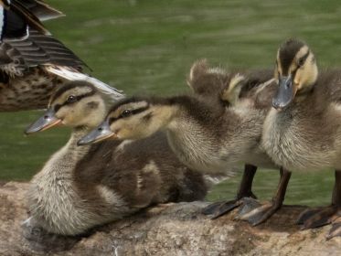 Junge Stockenten auf Baumstamm