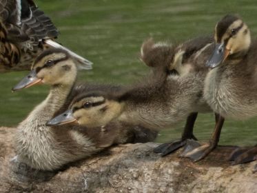 Junge Stockenten auf Baumstamm