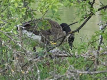 Kanadagans bedeckt die Eier kurz vor einem Ausflug