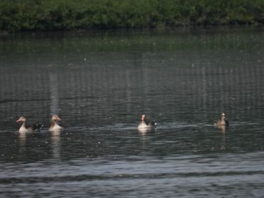 Blessgans in Gegenwart von Graugänsen