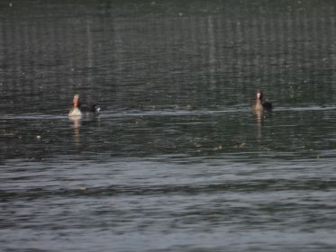 Graugans und Blessgans