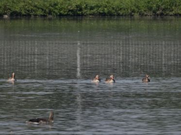 Blessgans und Graugänse