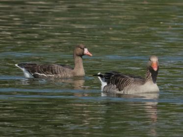 Blessgans und Graugans