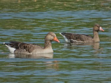 Graugans und Blessgans