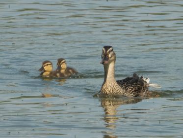 Stockente mit Küken