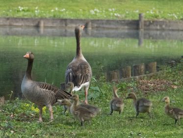 Fischteichtor wird gerade aufgesperrt. Die Graugans-Familie mit sechs Gösseln verfolgt das Geschehen