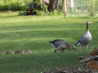 Graugansfamilie mit sechs Gösseln im Gebiet der Fischteiche