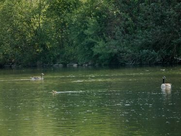 Kanadagans-Gössel macht Ausflug. Ein Elternteil folgt nach kurzer Zeit