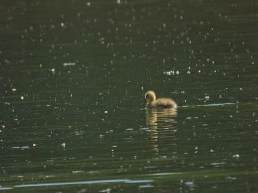 Gans allein. Ausflug eines Kanadagans-Gössels