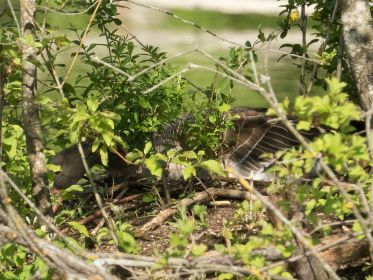 Graugans auf dem Nest