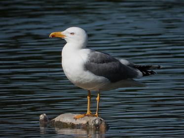 Heute nur eine einzige Mittelmeermöwe