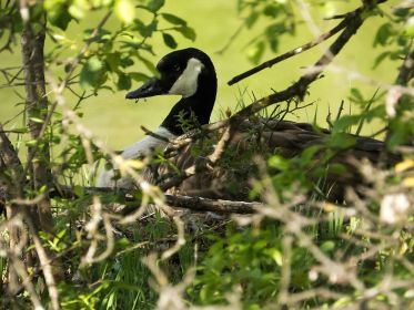 Seit etwa 9. April auf dem Nest: Eine Kanadagans
