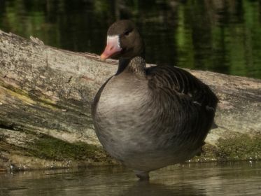 Blessgans ruht im Amperstausee