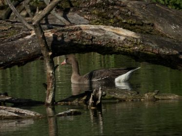 Blessgans schwimmt hin und her