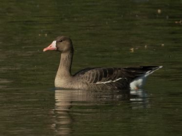 Blessgans zu Besuch im Amperstausee