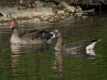 Blessgans oft nahe Graugänsen