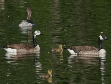 Kanadagans-Paar mit zwei Gösseln