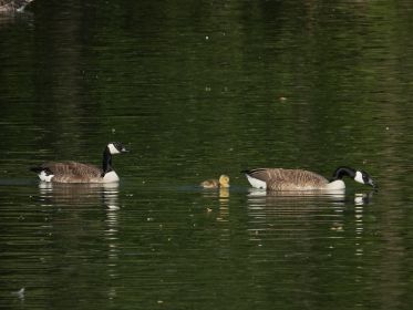 Kanadagans-Paar mit einem Gössel