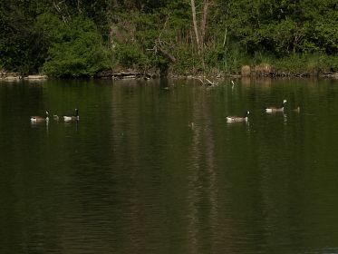 Die beiden Kanadagans-Familien auf einem Bild