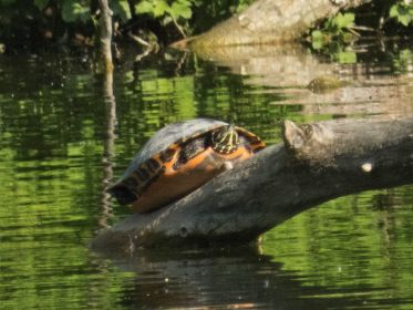 Wasserschildkröte auf Stammplatz