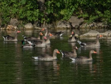 Blessgans unter Graugänsen