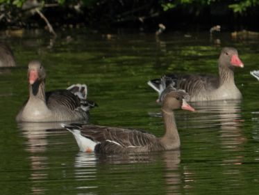 Blessgans unter Graugänsen