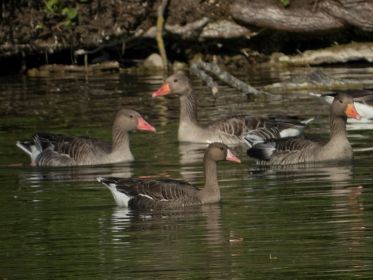 Blessgans unter Graugänsen
