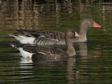 Blessgans und Graugans