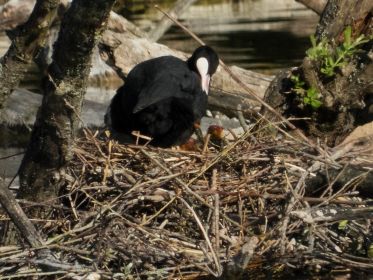 Schon wie gestern ist in diesem Blesshuhn-Nest Nachwuchs zu sehen