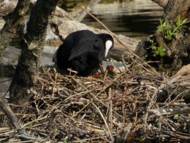 Schon wie gestern ist in diesem Blesshuhn-Nest Nachwuchs zu sehen