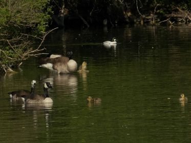 Oft nah beieinander: Die beiden Kanadagans-Familien. Im Hintergrund die Stausee-Schellente