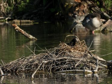 In diesem Blesshuhn-Nest augenscheinlich noch kein Nachwuchs