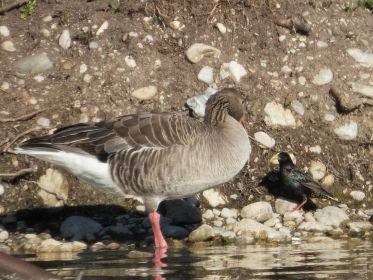 Star in Gegenwart einer Graugans