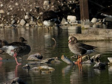 Blessgans bei Gefiederpflege