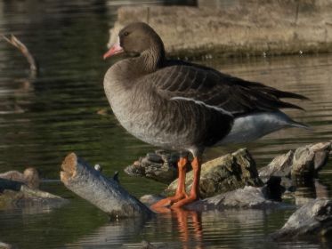 Blessgans zu Besuch im Amperstausee