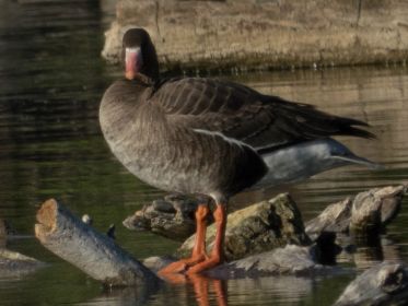 Blessgans zu Besuch im Amperstausee