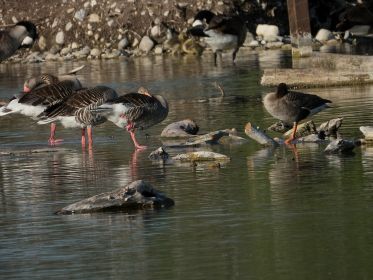 Blessgans ruht in Nähe zu Graugänsen