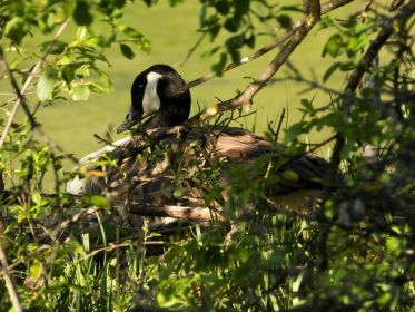 Kanadagans im Nest