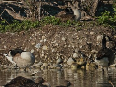 Kindergarten zweier Kanadagans-Familien. Drei Gössel auf einem Fleck