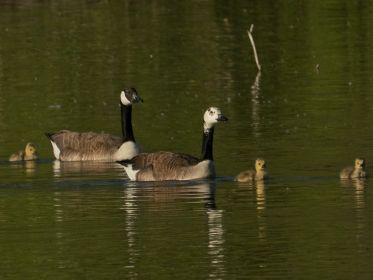 Nicht selten vermischen sich kurzzeitig die beiden Kanadagans-Familien