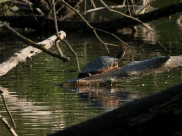 Wasserschildkröte sonnt sich