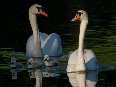 Schwäne im Anmarsch