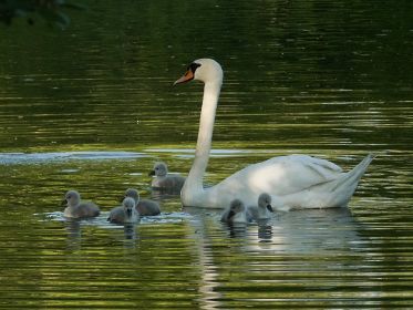 Schwanenmutter mit ihren sechs Schwanenjungen
