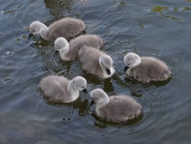 Nach wie vor sechs Schwanenjunge