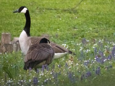 Kanadagans-Paar mit zwei Jungvögeln bei Fischteichen