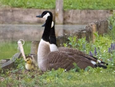 Kanadagans-Paar mit einem Gössel bei Fischteichen