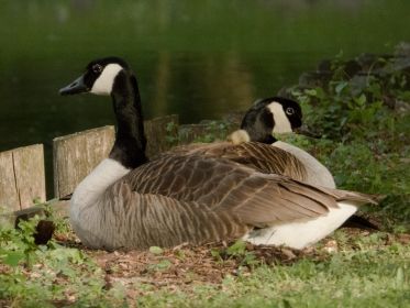 Am Fischteichufer: Ein Küken guckt aus dem Gefieder. Später soll sich herausstellen, dass noch weitere Gössel unter der Mutter stecken