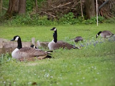 Alle drei Kanadagans-Familien auf einem Fleck