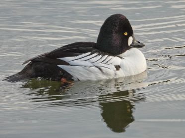 Die Stausee-Schellente