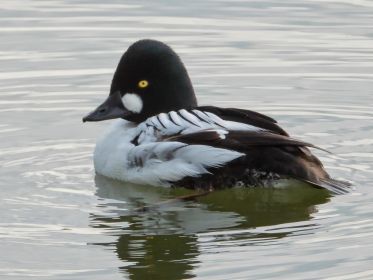 Linker Flügelbereich der Schellente ist offenbar lädiert